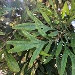 Grevillea robusta Folha