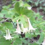 Lonicera utahensis Flower