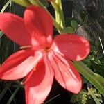 Hesperantha coccinea 花