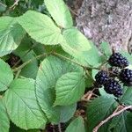 Rubus nigricans autre