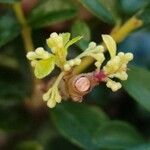 Ilex crenata Flower