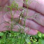 Cyclospermum leptophyllum Blüte