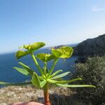 Euphorbia dendroides 花