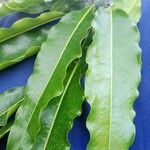 Polyalthia longifolia