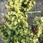 Rumex cristatus Fleur