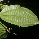 Miconia gracilis ফুল