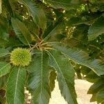 Castanea sativa Blatt