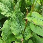 Bistorta amplexicaulis Frunză