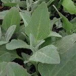 Atriplex laciniata Leaf