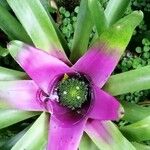 Neoregelia concentrica পাতা