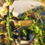 Crotalaria retusa ഫലം