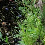 Carex radiata Habitus