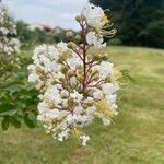 Lagerstroemia speciosaFlower