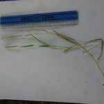 Eragrostis ciliaris برگ