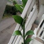 Zamioculcas zamiifolia Blatt