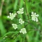 Cicuta bulbifera 花