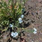 Cynoglossum borbonicum Flower