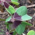 Oxalis tetraphylla Foglia