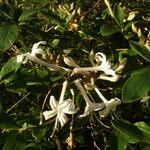 Rhododendron viscosum പുഷ്പം