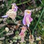 Utricularia longifolia Flor