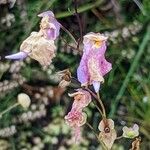 Utricularia longifolia