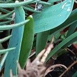 Galanthus elwesii Leaf