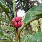 Musa velutina Fruto