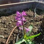 Hyacinthus orientalisFiore