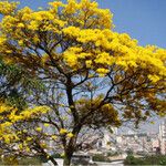 Handroanthus albus Leaf