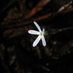 Voyria tenella 花