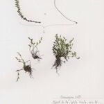 Asplenium x alternifolium 形態