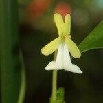 Oxera glandulosa फूल