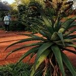 Aloe marlothii Yaprak