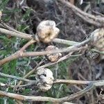 Ruta chalepensis Fruto