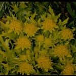 Sanicula arctopoides Flor