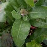 Calendula officinalis Leaf