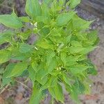 Ocimum minimum Leaf