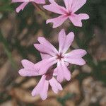 Phlox speciosa Cvet