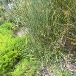 Ephedra foeminea Fuelha