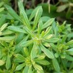 Galium aparine Φύλλο