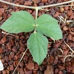 Macroptilium atropurpureum Leaf