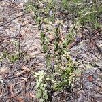 Dampiera purpurea Feuille