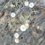 Phagnalon rupestre Blüte