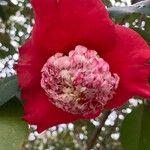 Camellia sasanquaFlower