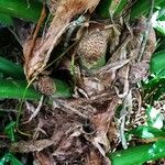 Asplundia insignis Hoja