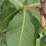Garcinia pachyclada Folio