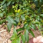 Solanum crispum Leaf