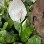 Spathiphyllum friedrichsthalii Flower