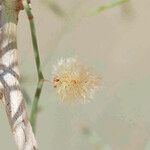 Calligonum polygonoides Fruit