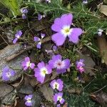 Malcolmia chia Flower